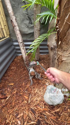 Backyard Jurassic Park with Real Dinosaur Reptiles