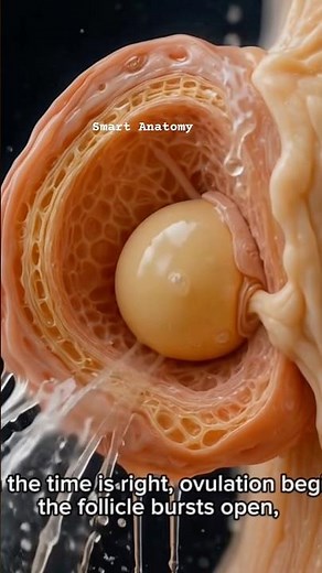 The Journey of the Human Egg . Inside the Egg’s Journey #egg #pregnant #ovulation #menstruation