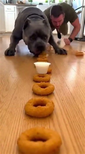 Cane Corso vs Human Onion Rings 😳 Crunchy Dog ASMR#DogASMR #CaneCorso #FoodChallenge #Shorts