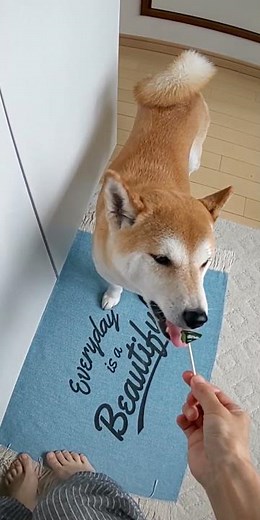 【昔のハル】パプリカとキュウリをおねだりして美味しそうに食べる柴犬 #柴犬 #食いしん坊 #柴犬ハルと4匹のアメショ #柴犬ハル #犬動画