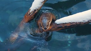 Winter adventures await at Toledo Zoo! ❄️☃️🐾 Guests can roam the Zoo while enjoying warm spaces in cool places like the Aquarium, Aviary, Arctic Encounter and ProMedica Museum of Natural History. Many animals, like Watusi cattle, Snow leopards, Amur tigers, Brown bears, Red pandas, Grey wolves and cheetahs have the option to explore their outdoor exhibits during winter. Please note: while keepers provide this choice, we can’t guarantee if or how long they’ll be outside. Admission is half-off in