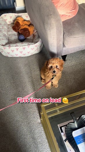 T minus 4 weeks until I can start going for walks but I’m not too sure how I feel about this long thing my mum is holding 🤔 #toycockapoo #cockapoo #cockapoopuppy #cockapoolife #puppylove #puppylife #dogsoftiktok #foryou #cute #doglovers