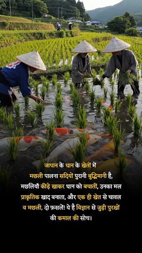 Rice Fish Culture #JapanInnovation #SmartFarming #EcoFriendly | Gk update