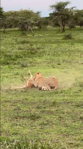 Cheetah Ambushes Wildebeest Calf in Lightning-Fast Attack #wildlife #cheetah