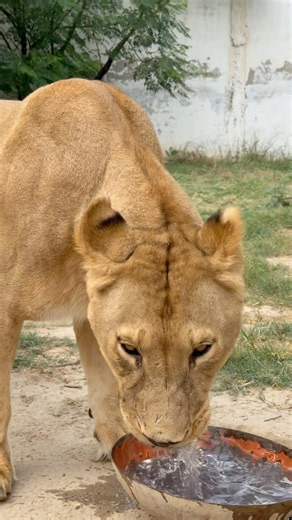 #wildliferescue #animals #tigerspotted #largecats #lionnation #wildlife #bigcats #bigcat 😱