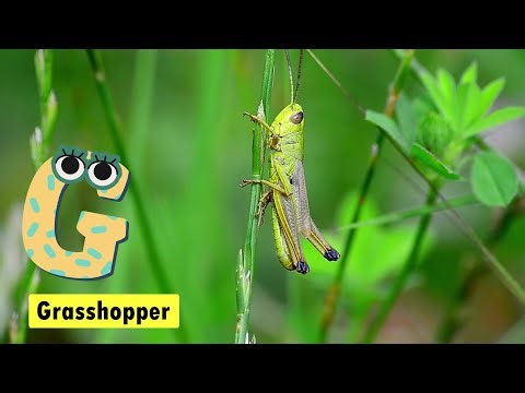 ABC Insects Song | Fun Phonics for Kids | Learn the Alphabet with Cute Insects #abcd