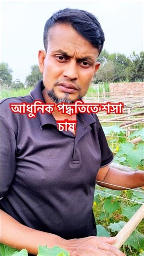 Cucumber cultivation in modern methods #agriculture #agriculture #bangladesh #shortvideo