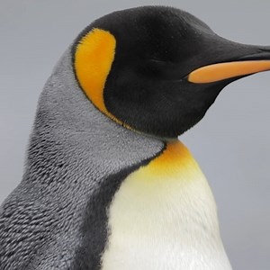 Here’s your dose of penguin love for #WorldPenguinDay! 🐧 King penguins are the 2nd largest species of penguins and can be found in the sub-Antarctic regions! Also, did you know their brown and fuzzy chicks were once thought to be separate penguin species by early explorers?⁠ 📹: @samnicholasedmonds | Quark Expeditions