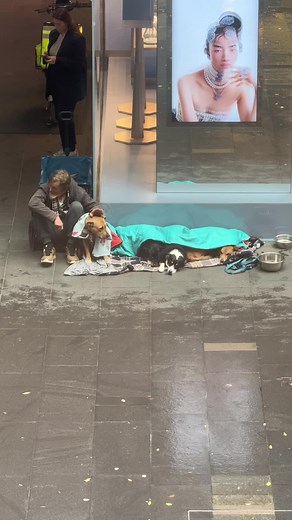 Exploring Sydney with My Dogs