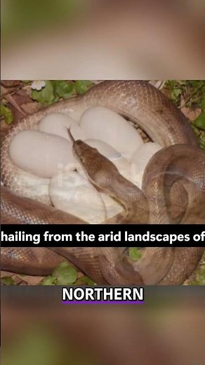 The Tiny Python: Meet Australia's Children's Python! #shorts