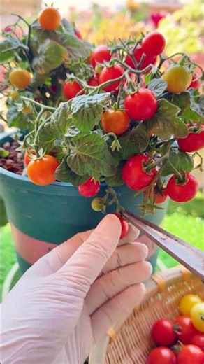 Beautiful Dwarf Tomatoes Growing #farmingtech ‪@HappyFarm85‬
