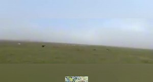 161K views · 2.6K reactions | Springbok vs greyhound dogs #fypシ゚viralシ #fybシviral #trwndingvideostrending #facebookreelsviral #viralvideoシ #viralreelschallenge #trendingreels #trendingreelsvideo #viralvideochallenge #reelschallenge | Liberty Mugadza ZW | Facebook