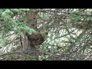 GROUSE HUNTING WITH SLINGSHOT