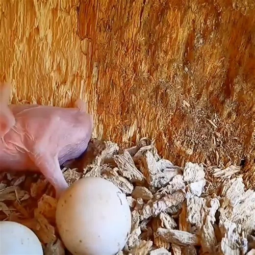 Beautiful new bird nest #beautiful #bird #birds #nest #nature