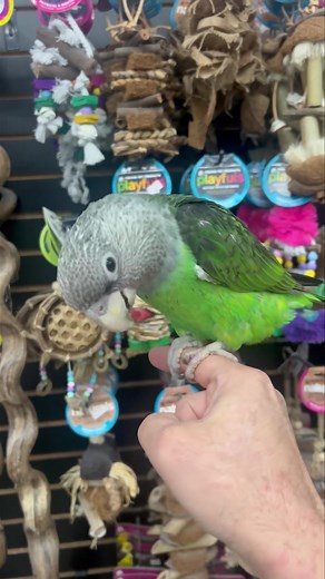 ❤️❤️❤️AFRICAN CAPE PARROT❤️❤️❤️ Sweet baby African Cape Parrot weaned and ready for it’s new home. Call us for more info 773-317-3785. | Birdmans Parrots