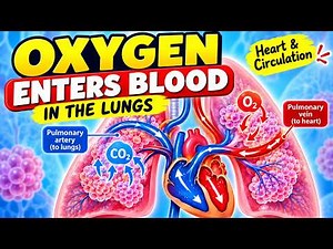 How Oxygen Enters the Blood in the Lungs | Heart & Blood Circulation Explained