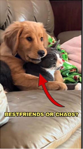 What Happens When a Dog Meets a Cat? 🐶🐱