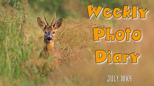 Here's the latest weekly photo diary with my favourite images from the past week. A roe deer theme!!!! | Andy Rouse Photography