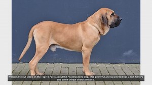 Top 10 Facts About the Fila Brasileiro Dog