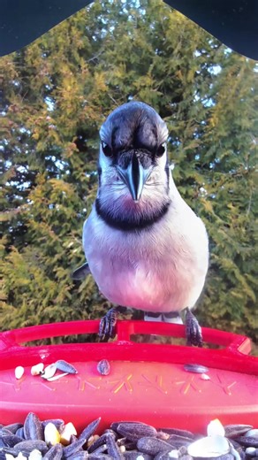 Blue Jay Visit in the Backyard