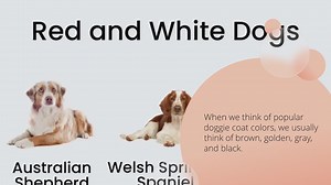 15 Beautiful Red and White Dogs (With Pictures!)