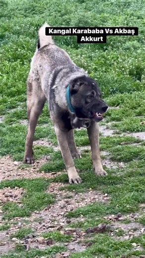 Kangal, Akbaş, Çapar Köpekleri | Irk Özellikleri