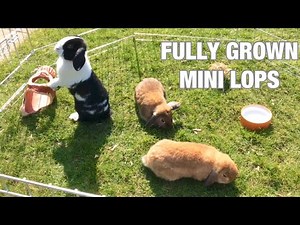 Fully Grown Mini Lop Rabbits