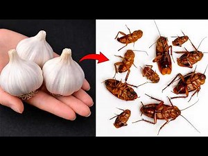 Kill cockroaches with just one clove of garlic—no survivors!|Clever Tricks