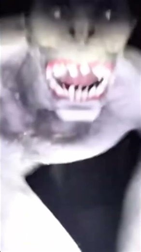 Creature Sighting. New Jersey Devil? #cryptidencounters #cryptidhorror #newjerseydevilspodcast