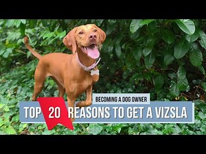 20 Reasons Why You Should Get a Vizsla... or Maybe You Shouldn’t
