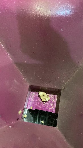 4.9K views · 20 reactions | Dry Ginger Cutter machine, Sonth dana machine ☎️+91 88716 86000 | Punjab Engineering Corporation | Facebook