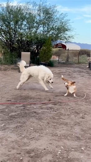 Pup Besties! ~Playful Cowboy Corgi & Great Pyrenees Friends on Ranch