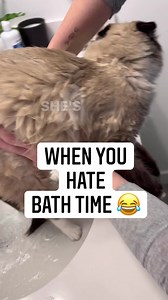 Bath Time Part 1/3 - The Resistance #cats #catlovers #petlovers #bathtime #viralreels | Colton Black