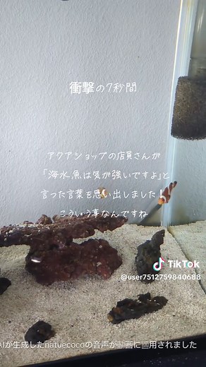 カクレクマノミの水槽管理と癒しの瞬間