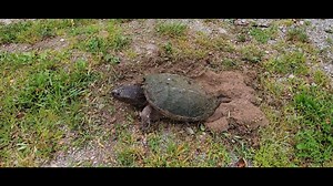 How can we help attract turtles to safe nesting sites? Using 3D-printed models of course! Check out this cool 3D Turtle Nesting Project by TRCA's Peel Education Team in partnership with Brampton Library! #TRCA #TurtleNest #WildlifeInTheCity #OntarioTurtles | Toronto and Region Conservation Authority