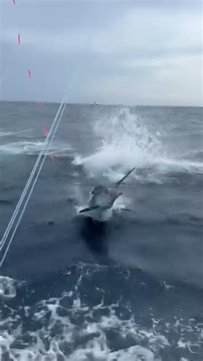 Oregon Inlet, NC - Hot Blue Marlin on the Rigged Up. | BillfishReport.com
