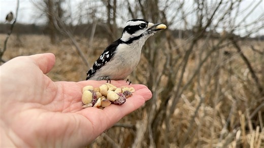 A Black-capped Chickadee, a female Downy Woodpecker, and a couple of Tufted Titmice visit the Hand of Snacks | Jocelyn Anderson Photography