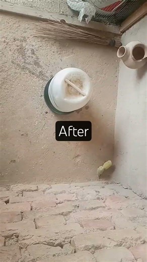 cleaning master cage before and after #shortsfeed
