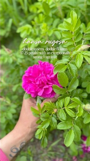 Wild hansa rugosa roses vs classic rugosa roses