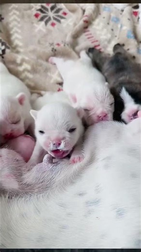 행복을 주는 강아지 / 幸せを運ぶ子犬 #KoreaPuppies #JapanDogs