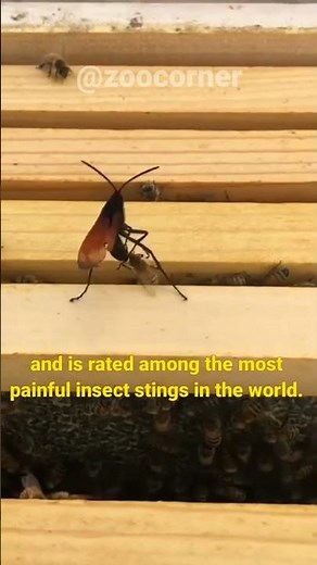 Tarantula Hawk | The World’s Most Painful Sting