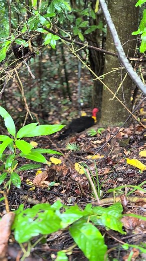 This Bird Appeared in the World’s Oldest Rainforest 😳#wildlife australianwildlife