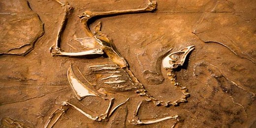 🔍 Fósiles: ¿Qué son y cómo se forman? | Guía completa