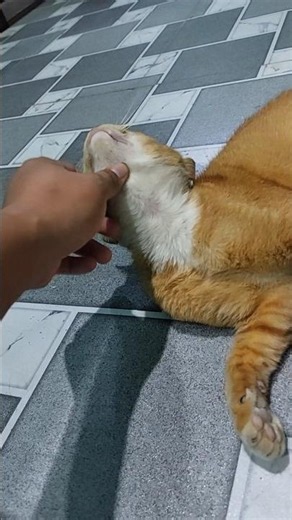 How to get rid of fungus on cats using coconut oil
