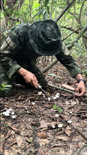 How to Easily Tell if a Mushroom Is Poisonous #MorOle