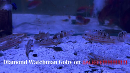 💎💎Diamond Watchman Goby available on our website, is currently on sale. Don’t miss out! https://www.violetaquarium.com #aquarium #fyppppppppppppppppppppppp #explorepage✨ #sanjosecalifornia