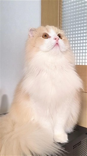 無防備すぎる猫 #delirious #呪術廻戦 #ねこ #cat #スコティッシュフォールド #かわいい A cat that is too defenseless