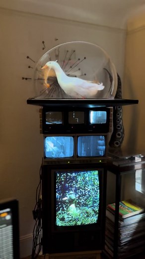 Here’s some more progress on the A/V art installation piece featuring stacked CRTs topped with a “Pepper’s Ghost” effect. When it’s complete, it will live in a custom cabinet. #avart #videoart #peppersghost #wip #installationart #televisions #crt #retro #vintage #waterfowl #ducks #art