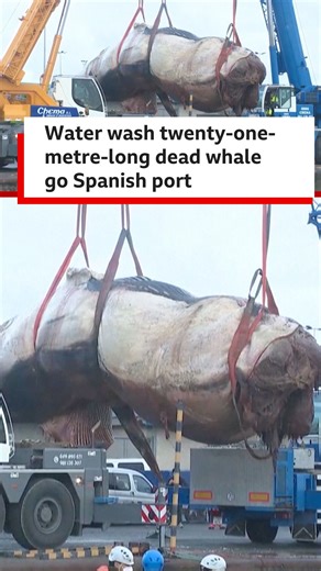 BBC News Pidgin on Instagram: "One team of specialists receive call to remove 21-metre-long dead whale wey water wash go Port of A Coruna, Spain. E weigh around 30 tonnes and dem lift am wit crane and cut am into pieces – e make am easier to transport. Marine biologists also collect samples to determine wetin kill am. #bbcnewspidgin #spain"