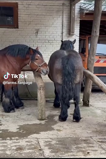 Big Draft Horses Breeding Results — Draft Horse Foal Outcomes